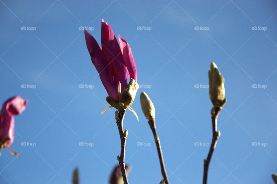 Magnolia flower under the soft light of spring