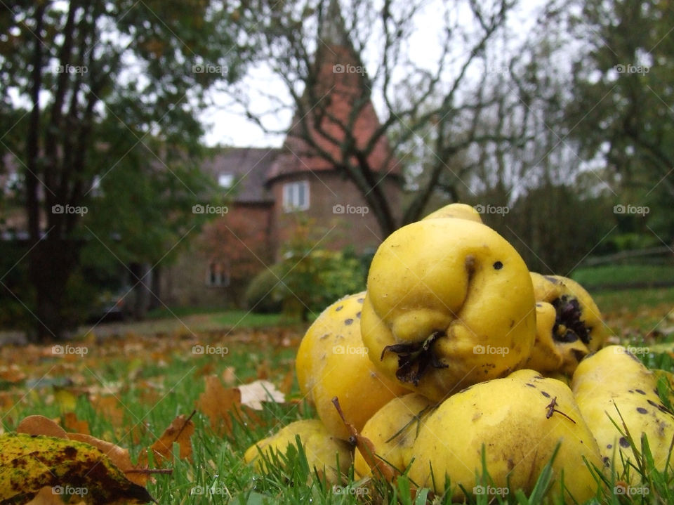 tree fruit farm orchard by tomrobbarber