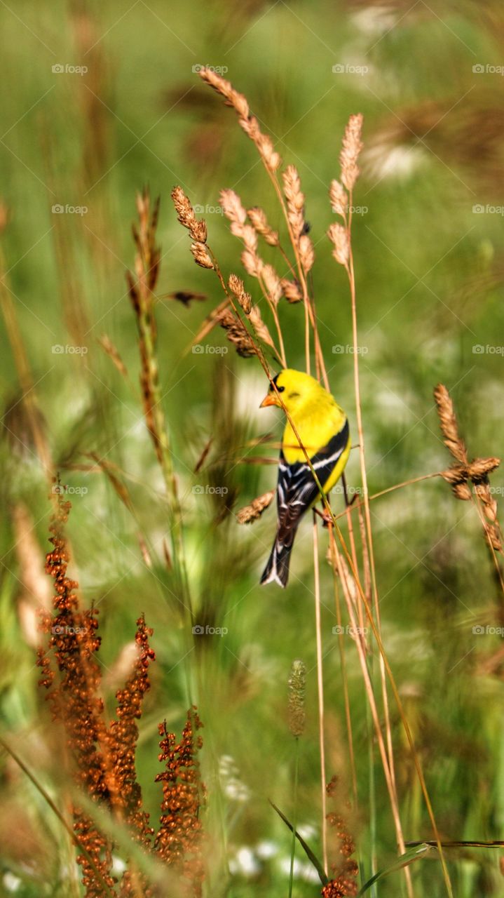 yellow finch