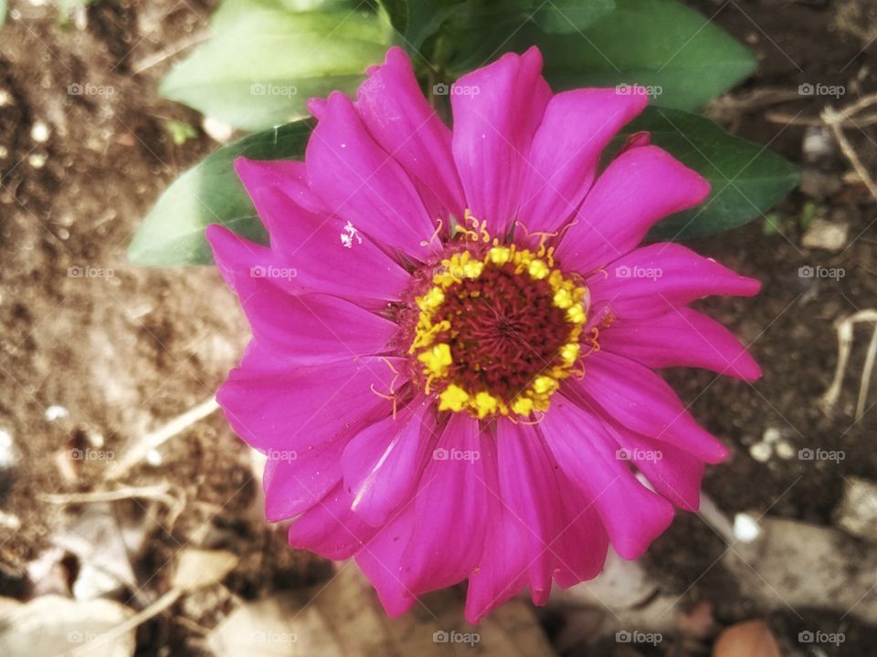 a beautiful flower in summer