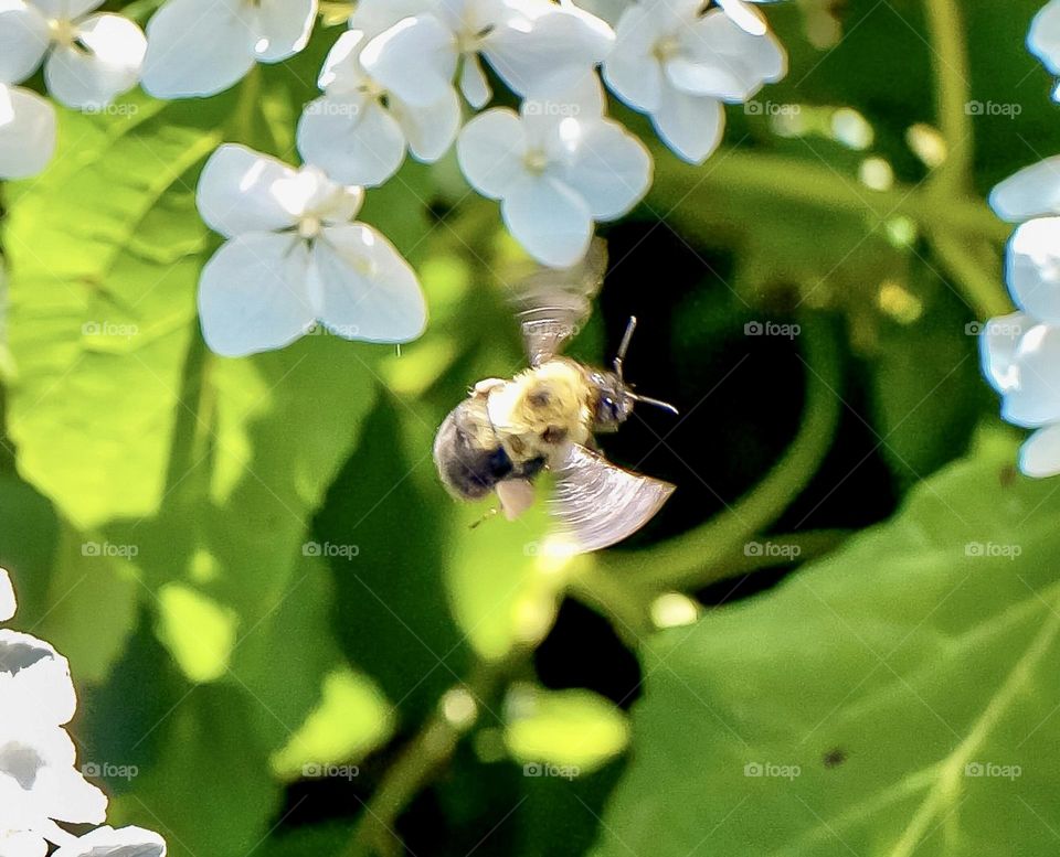 An action shot of a common eastern bumblebee travelling between flowers.