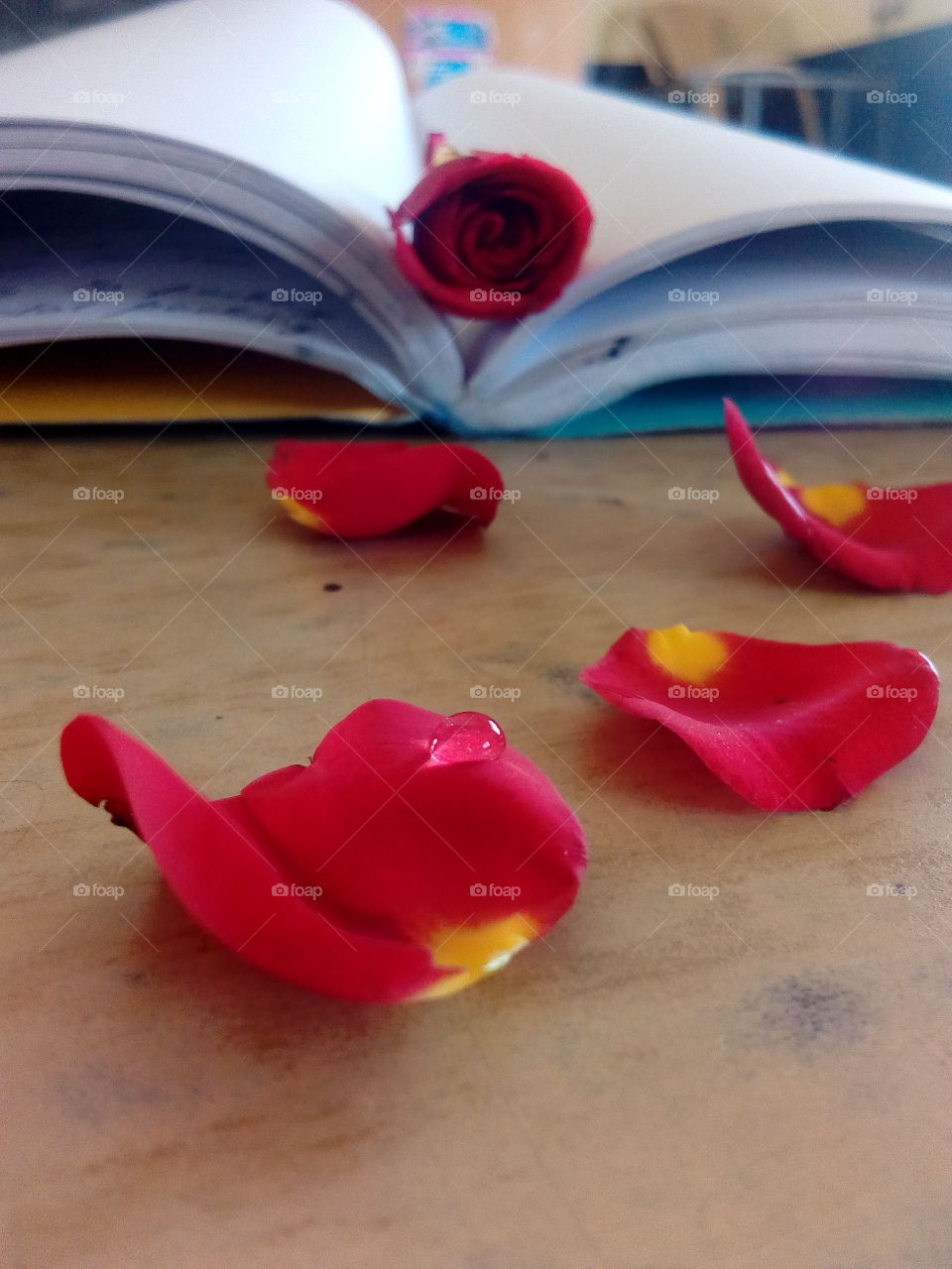 Rose between book pages