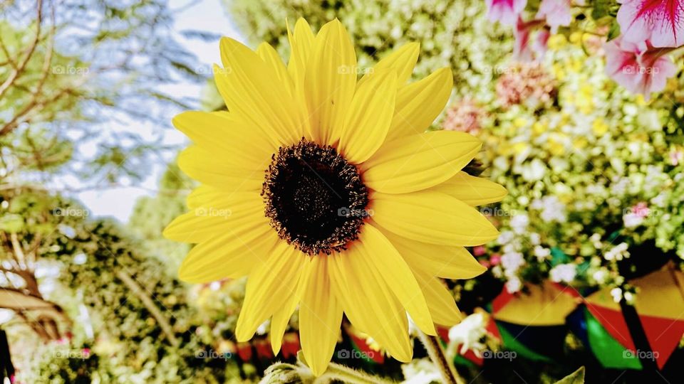 Summer_ sunflower