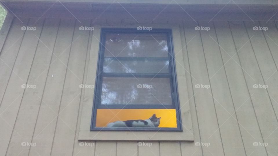 Window Cat