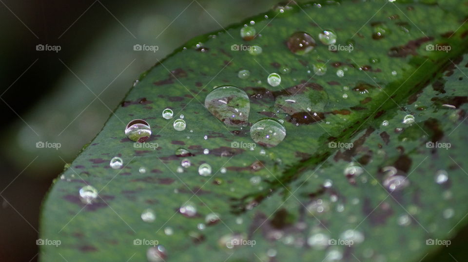 Macro shot of wet leaf