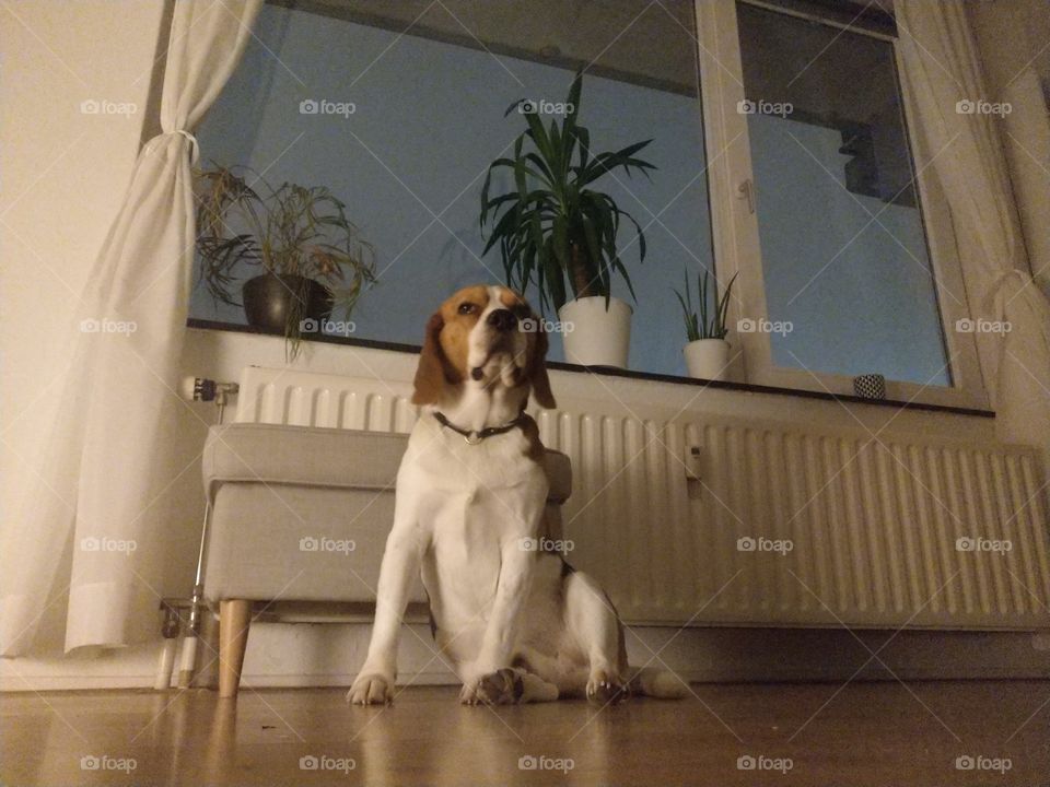 Beagle chilling at new years eve
