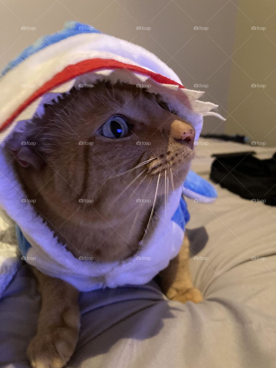 Orange cat wearing a shark costume 