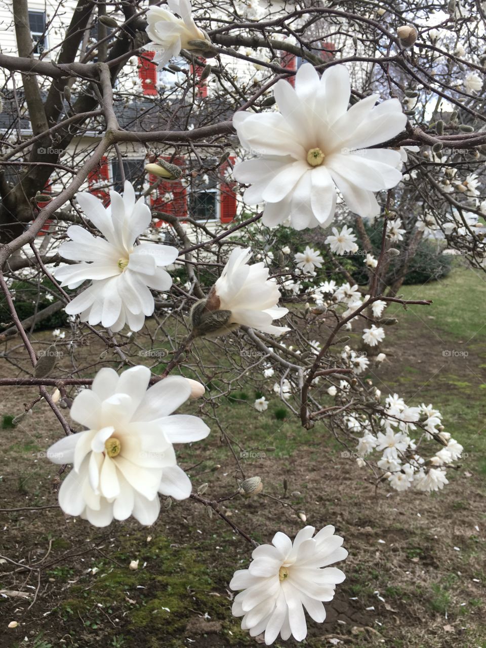 Star Magnolias in April