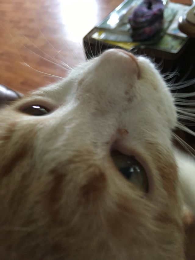 Hi