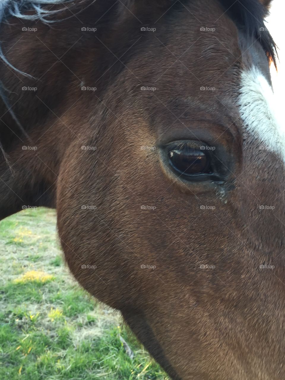 Horse Closeup