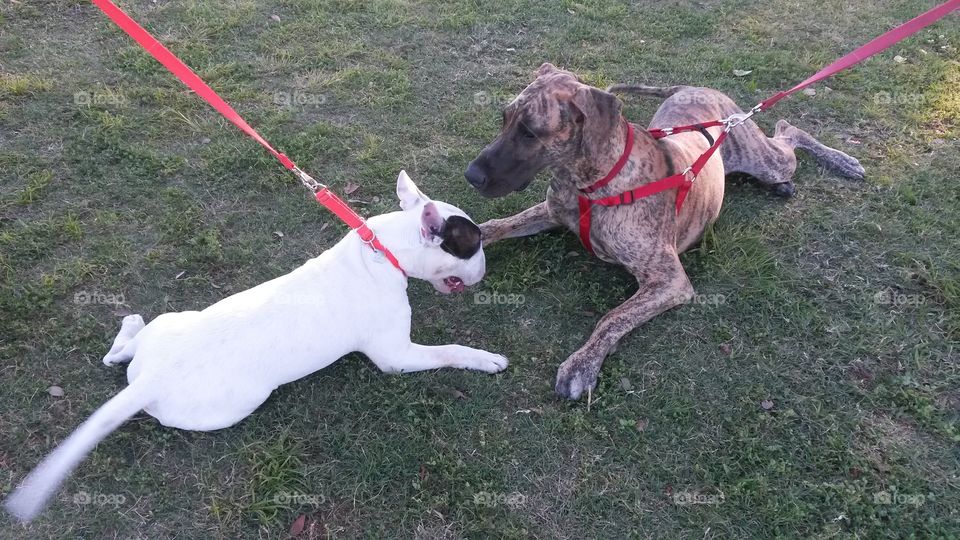 Tater Tot met a friend,  Miniature Bull Terrier meets Great Dane