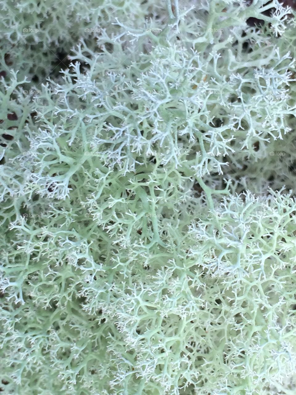 White and green lichen