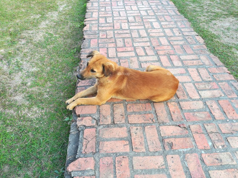 Brown dog sit on footpath.