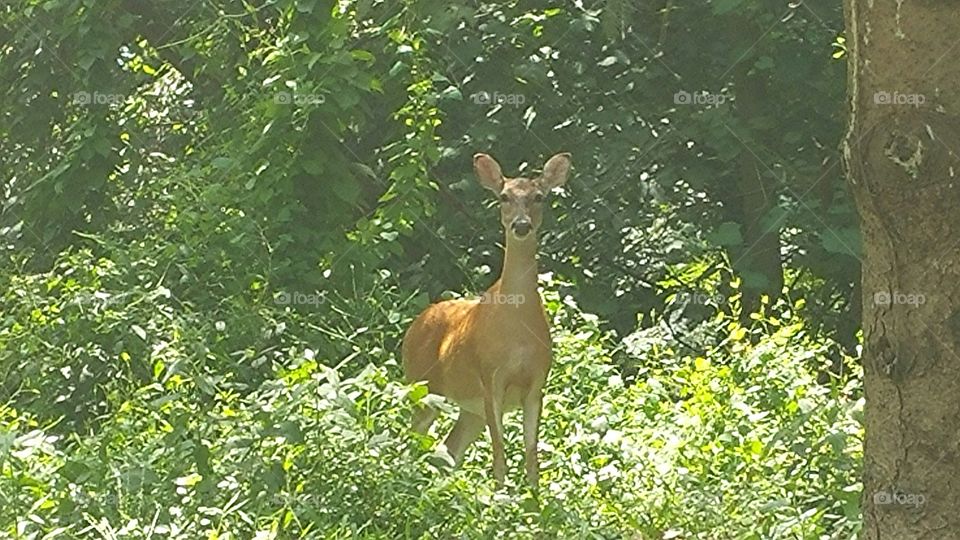 Walk in the park. deer crossing on my morning walk