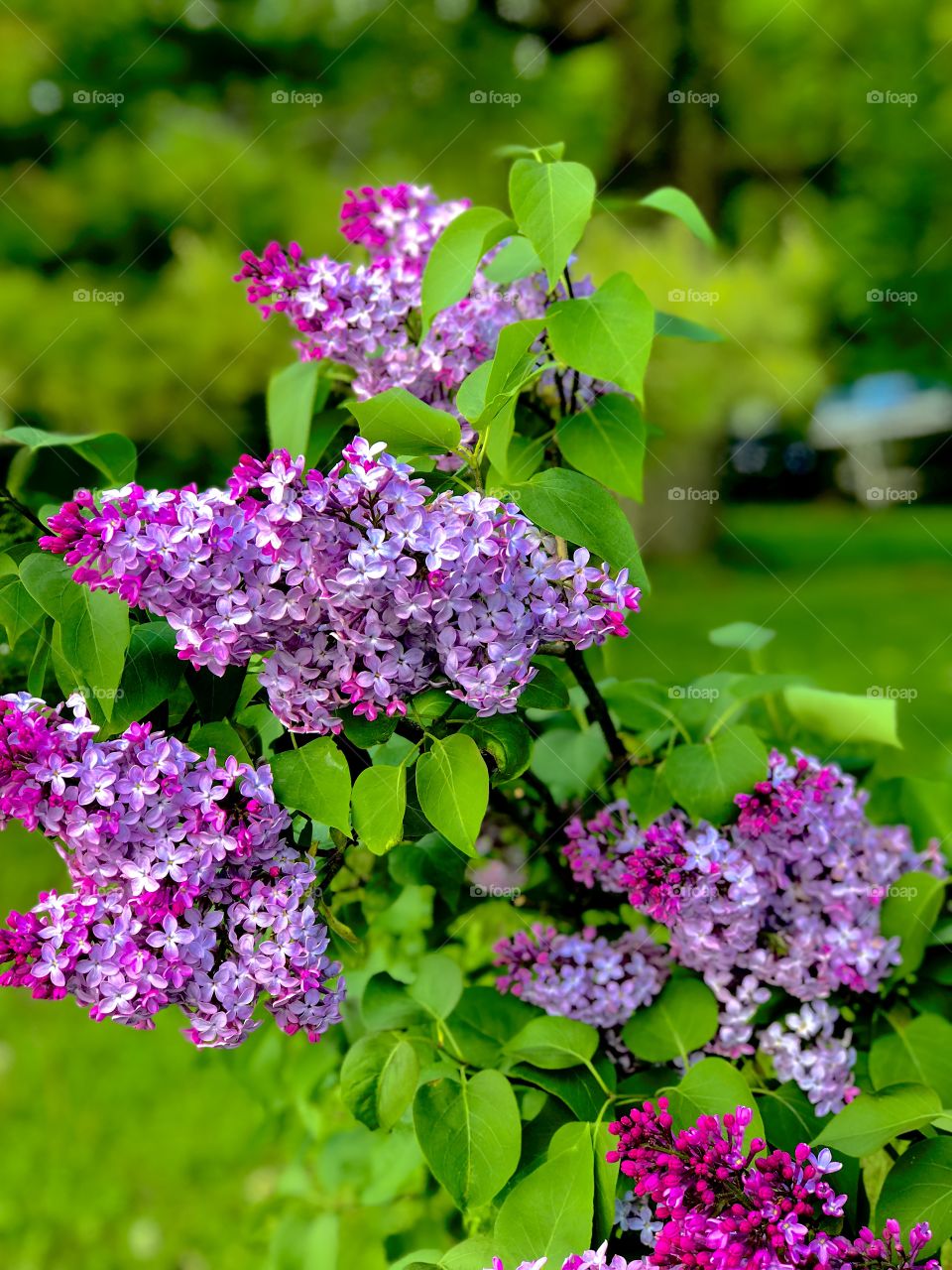Lovely lilacs