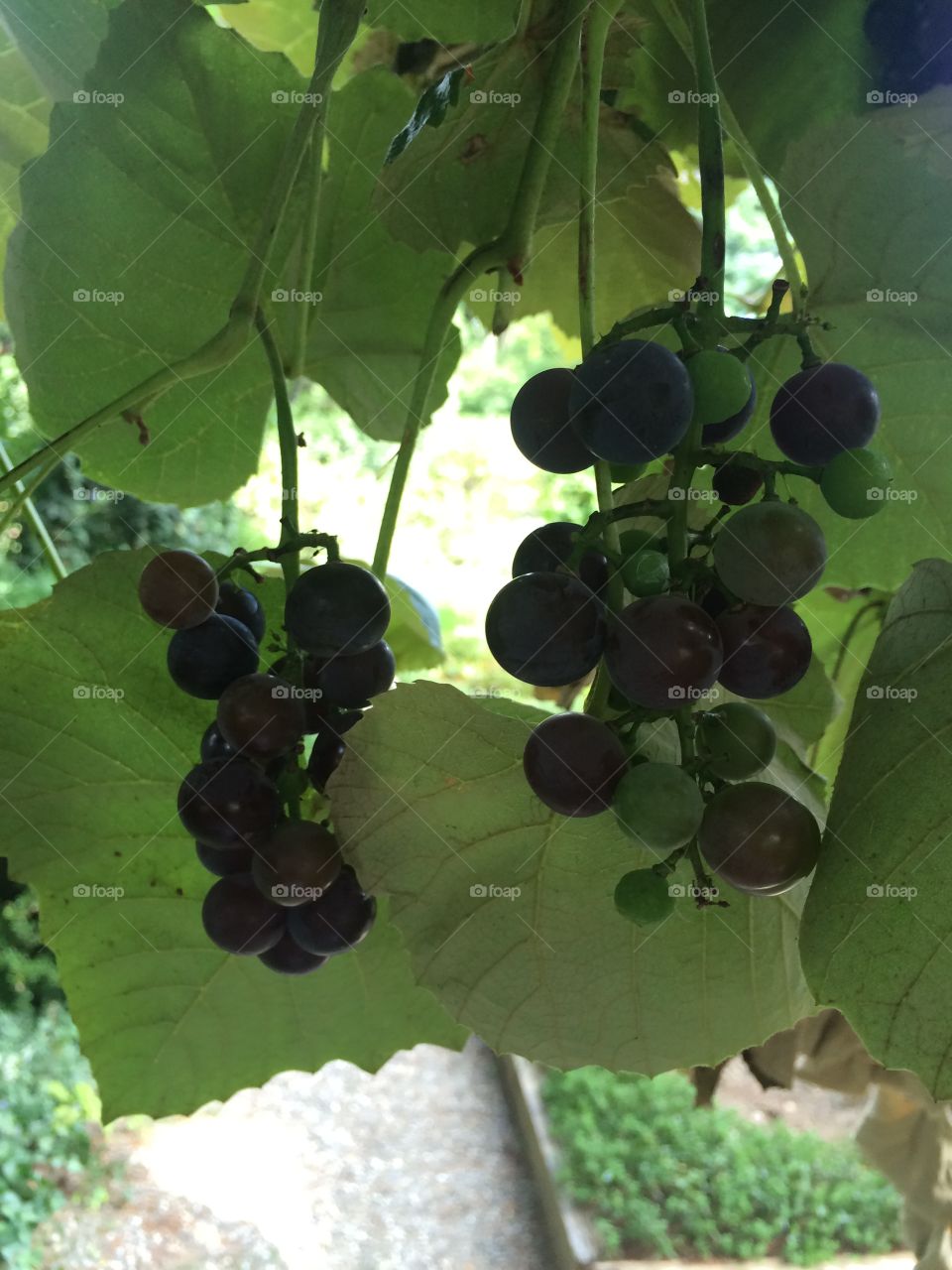 Grapes. Grapes in herb garden at Boscobel House on the Hudson River Valley