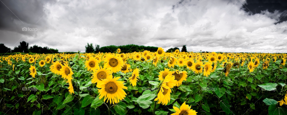 field travel panorama sunflower by maapu