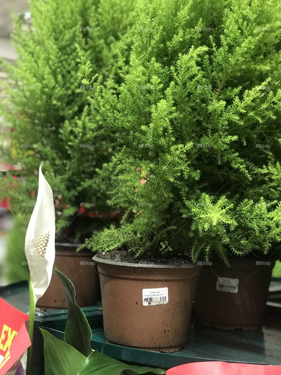 Plants for sales  inside Shopping in Brazil 