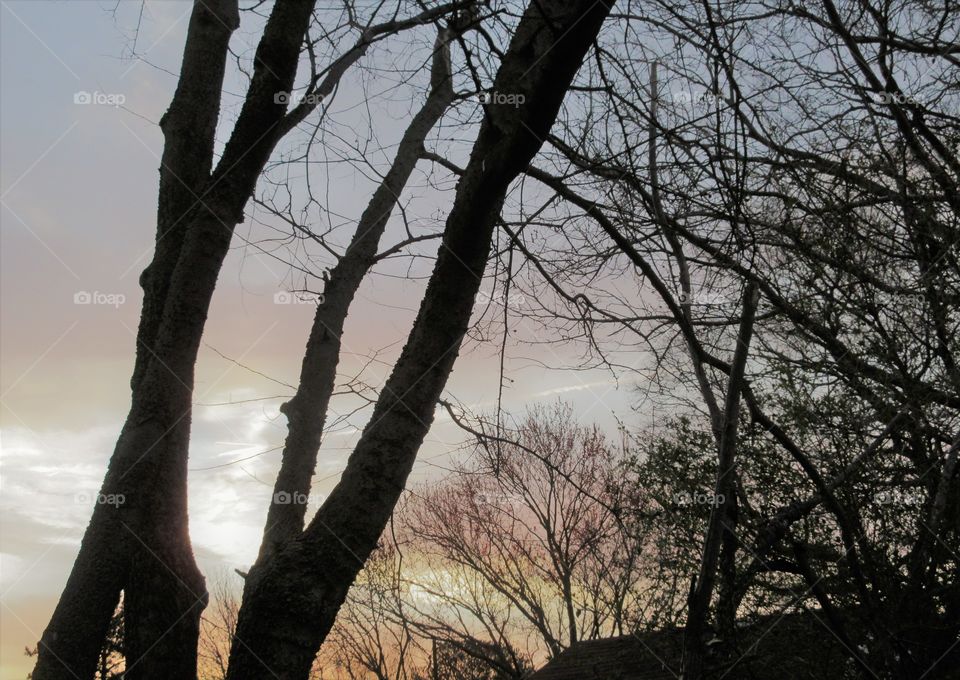 trees and morning light