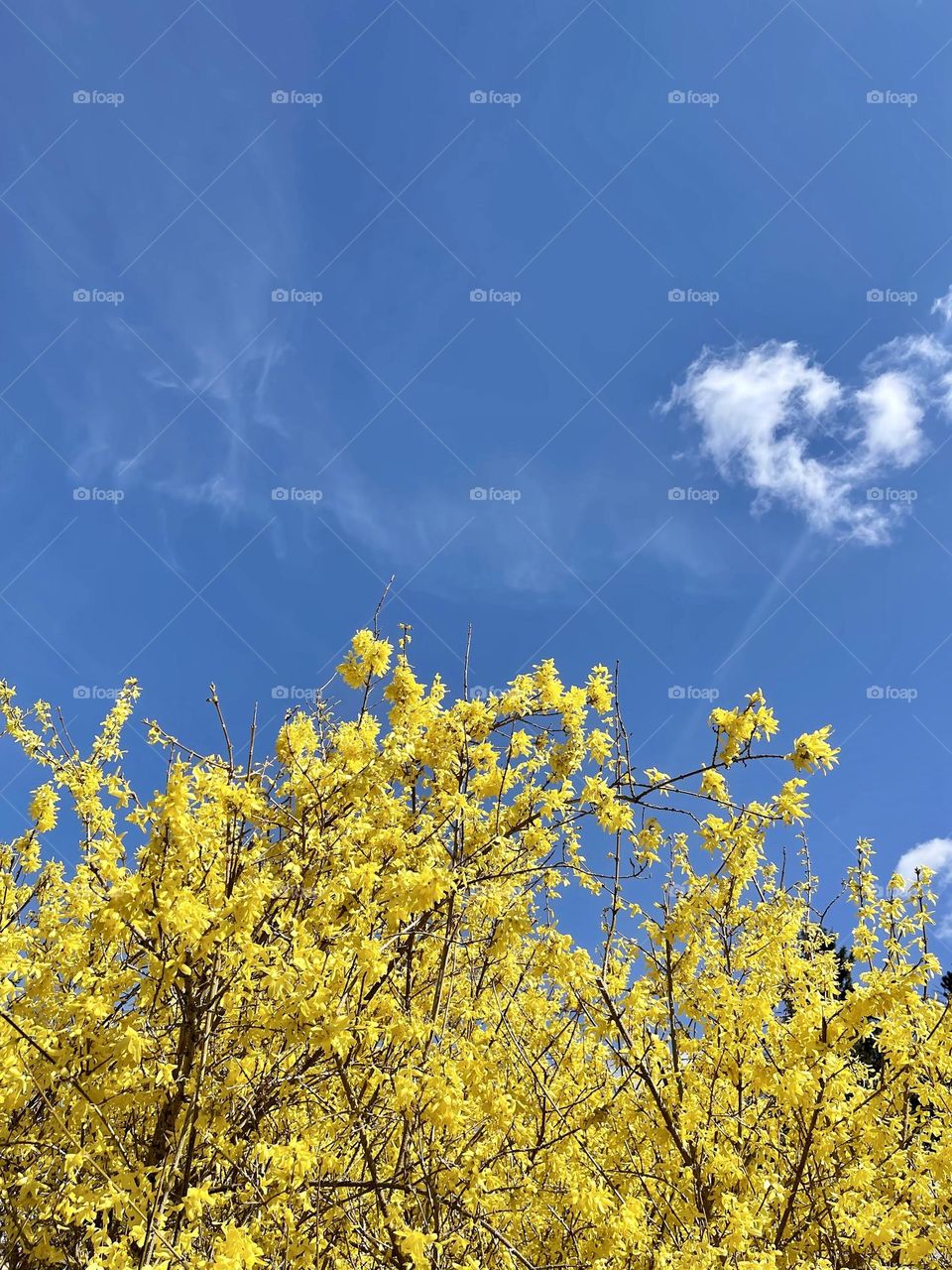 Yellow flowers bush on the blue sky background 