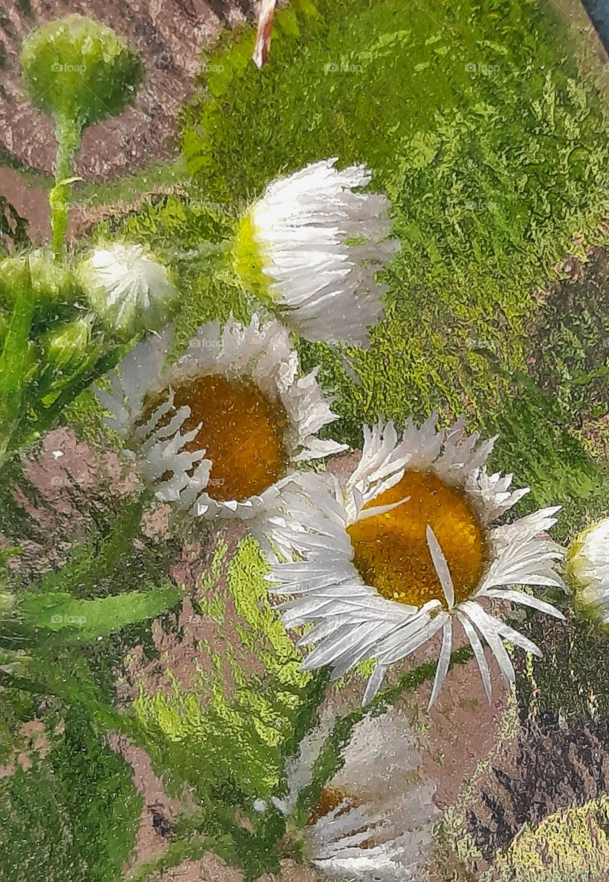 erigeron flowers growing under glass garden table