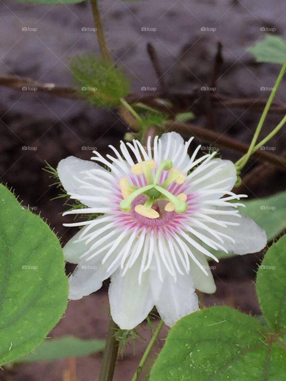 Fetid  Passion flower...