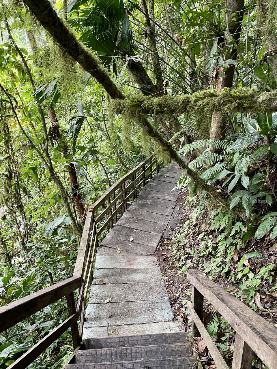 A walkway through a rainforest 
