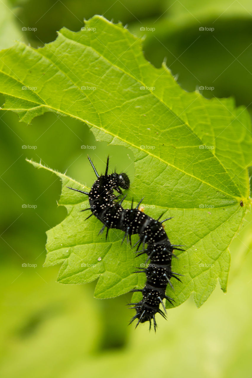 Insect, Leaf, Nature, No Person, Butterfly