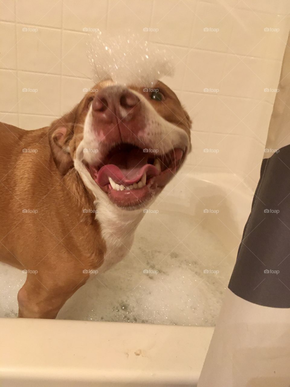 Dog playing in the tub with bubbles 