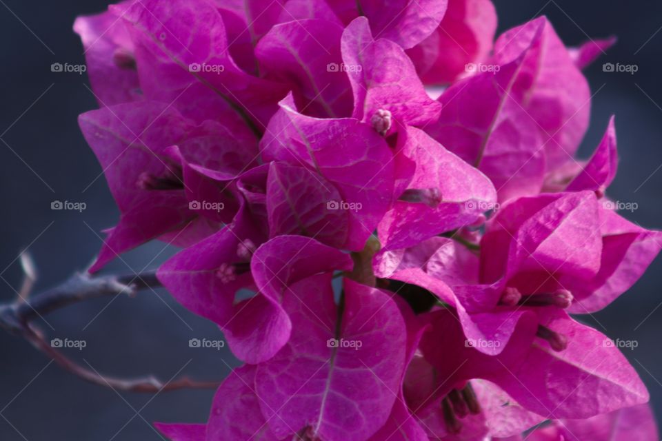 Bougainvillea