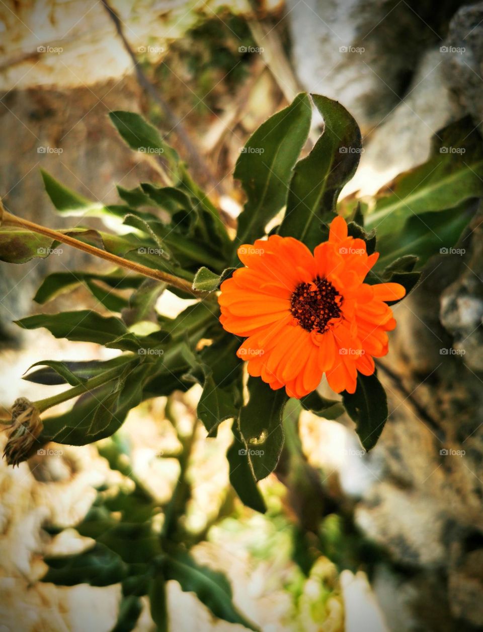 winter flower blooms