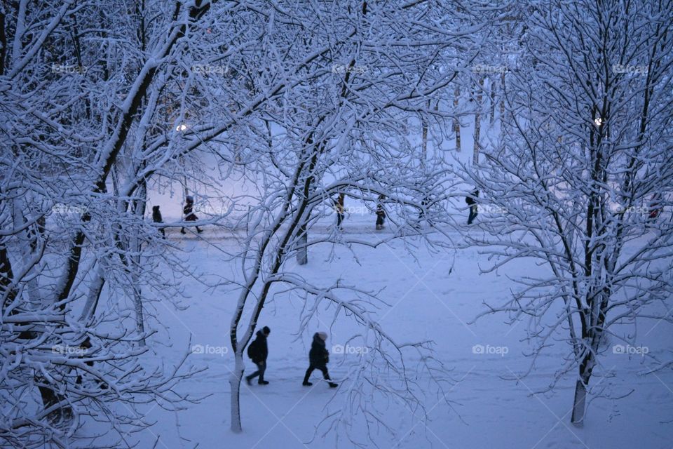 Winter, Snow, Cold, Frost, Tree