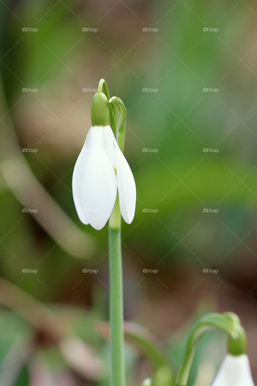 Snowdrop in February 1