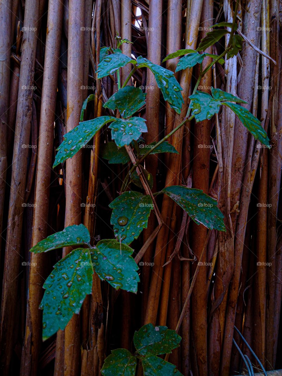 leaf 🌿 photography, support me