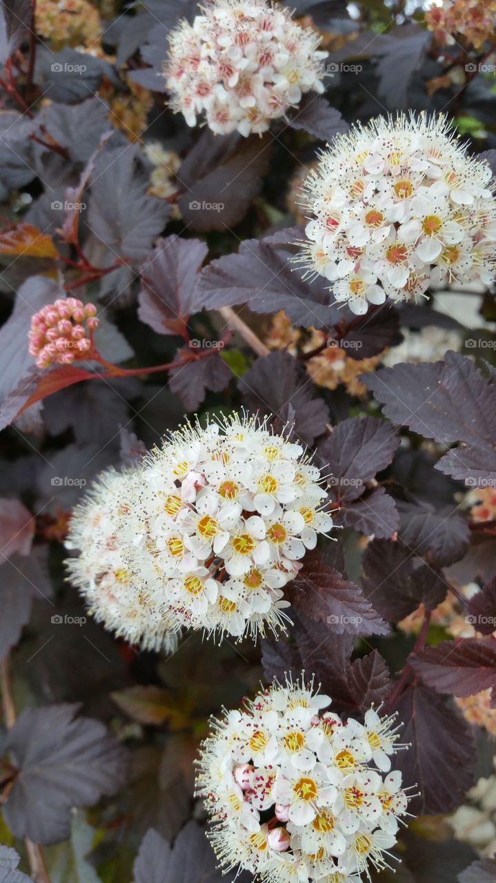 flower cluster. the peak of perfection 