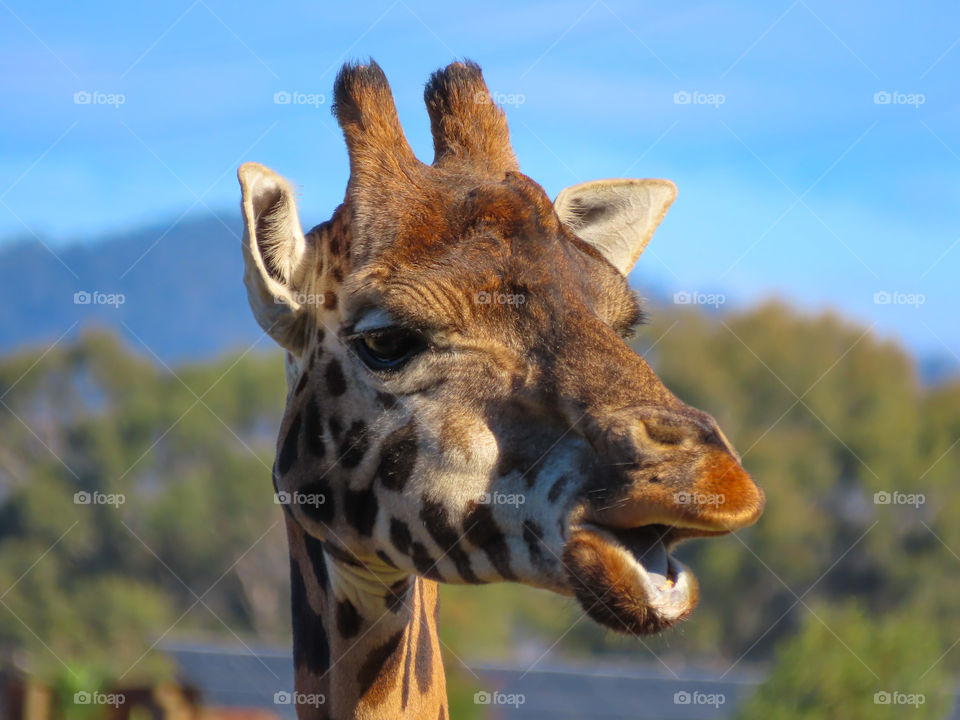 Closeup of giraffe’s head 