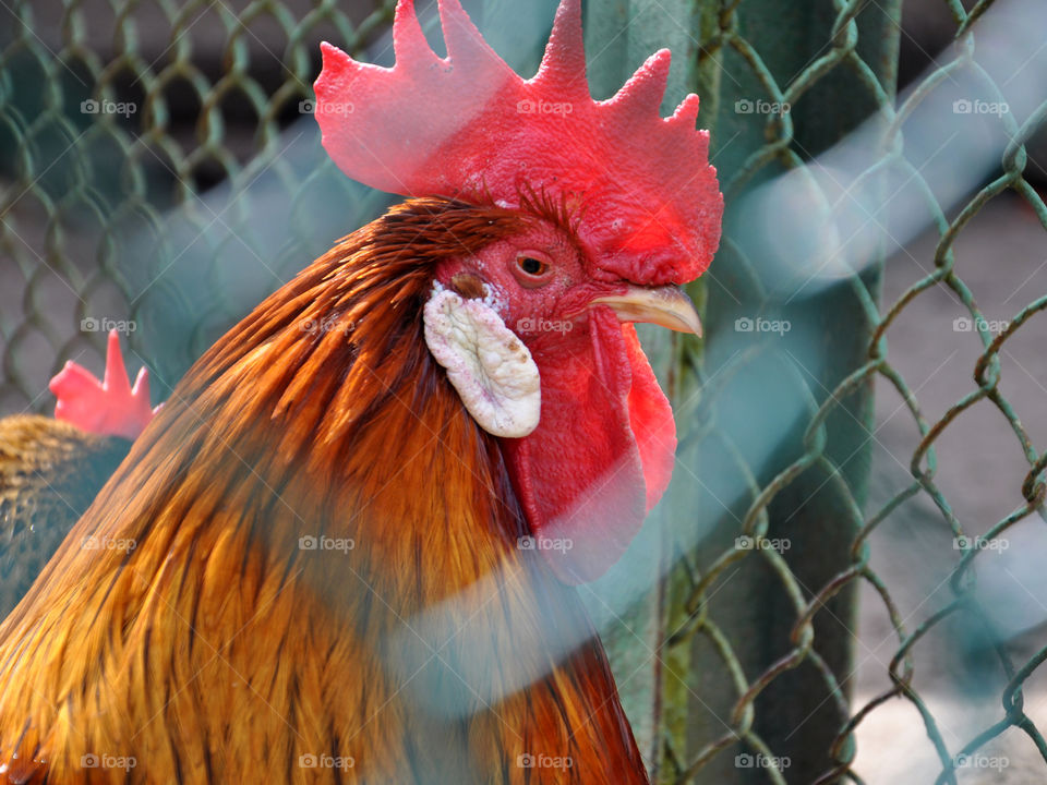 Bird, Nature, Poultry, Farm, Animal