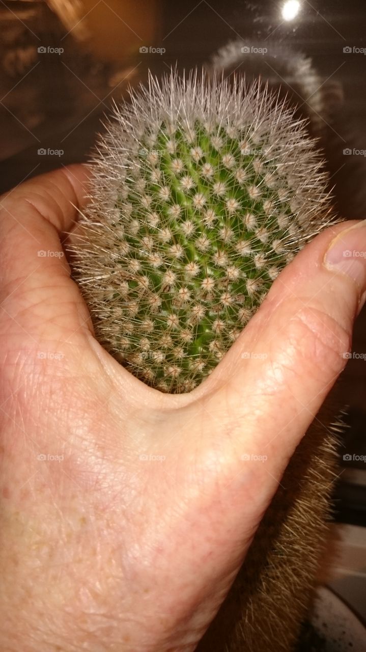 Cactus in my hand