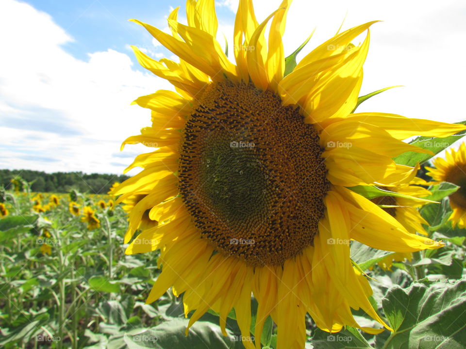 sunflower