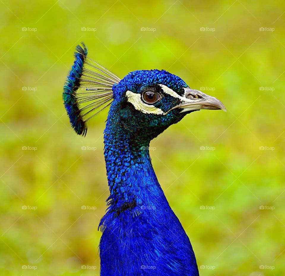 Peacock portrait, head only