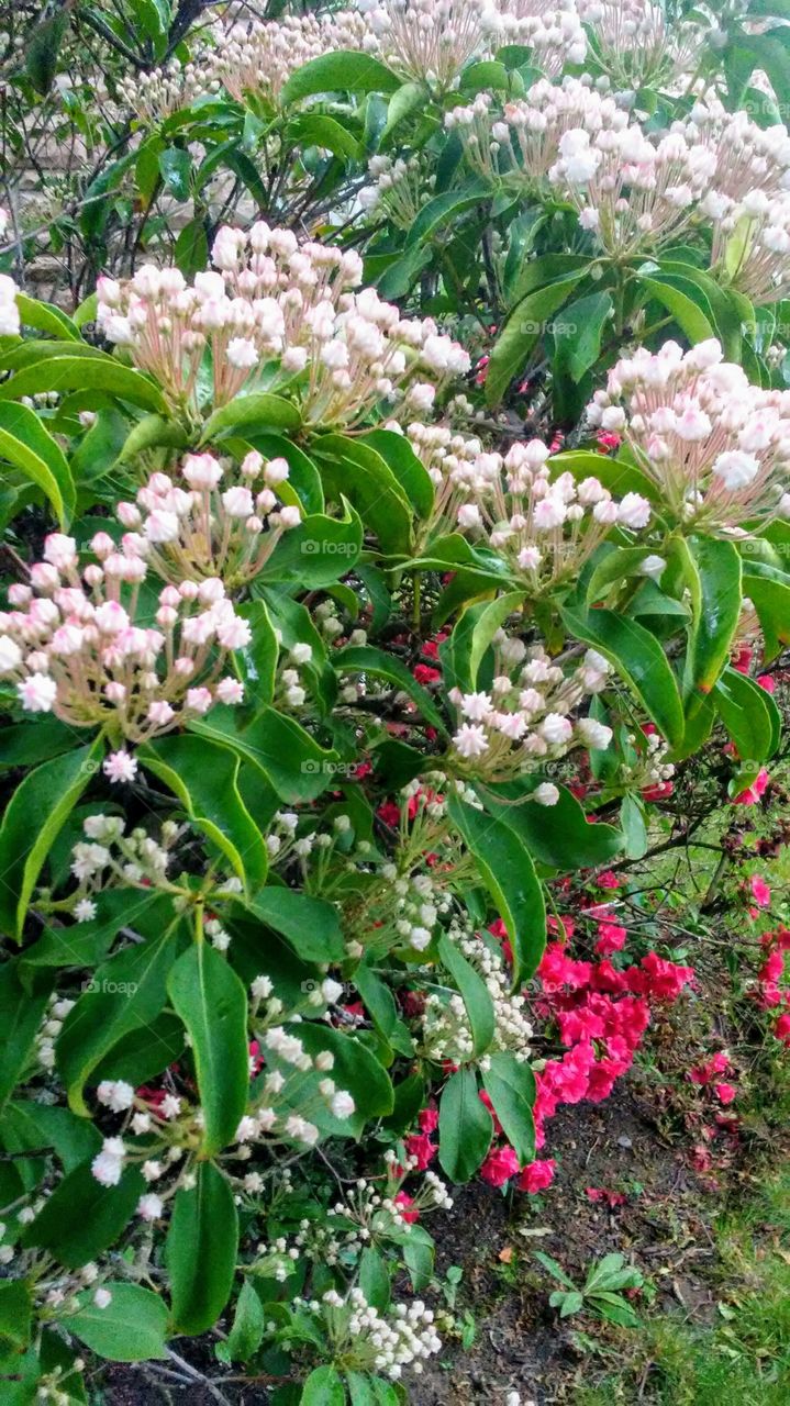 spring. flowers. beauty