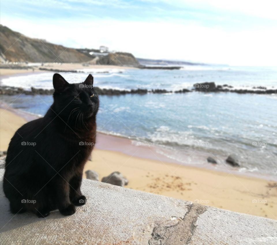Black cat at the beach