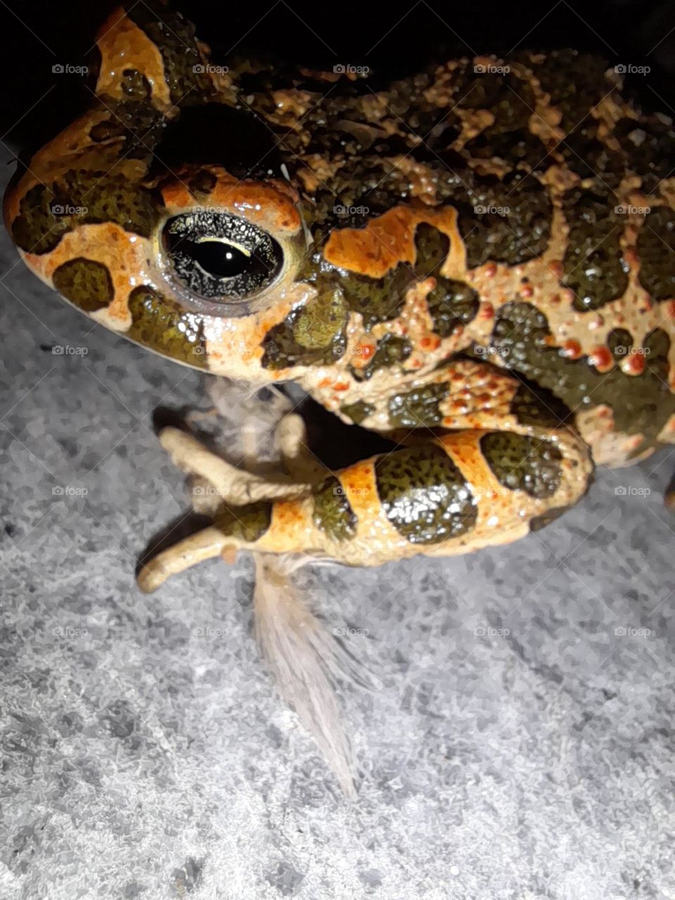 a special view of the frog