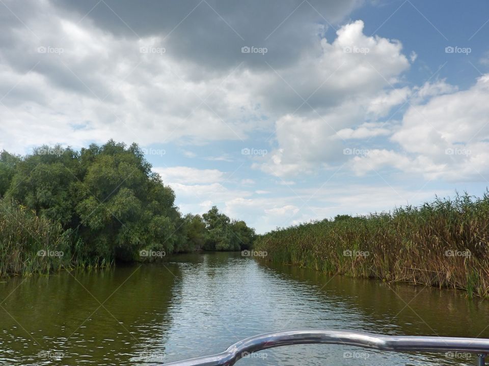 Danube Delta vegetation