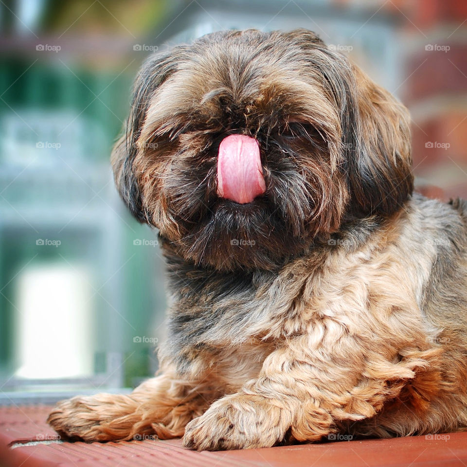 shihtzu, shih tzu, dog, small, cute, tongue