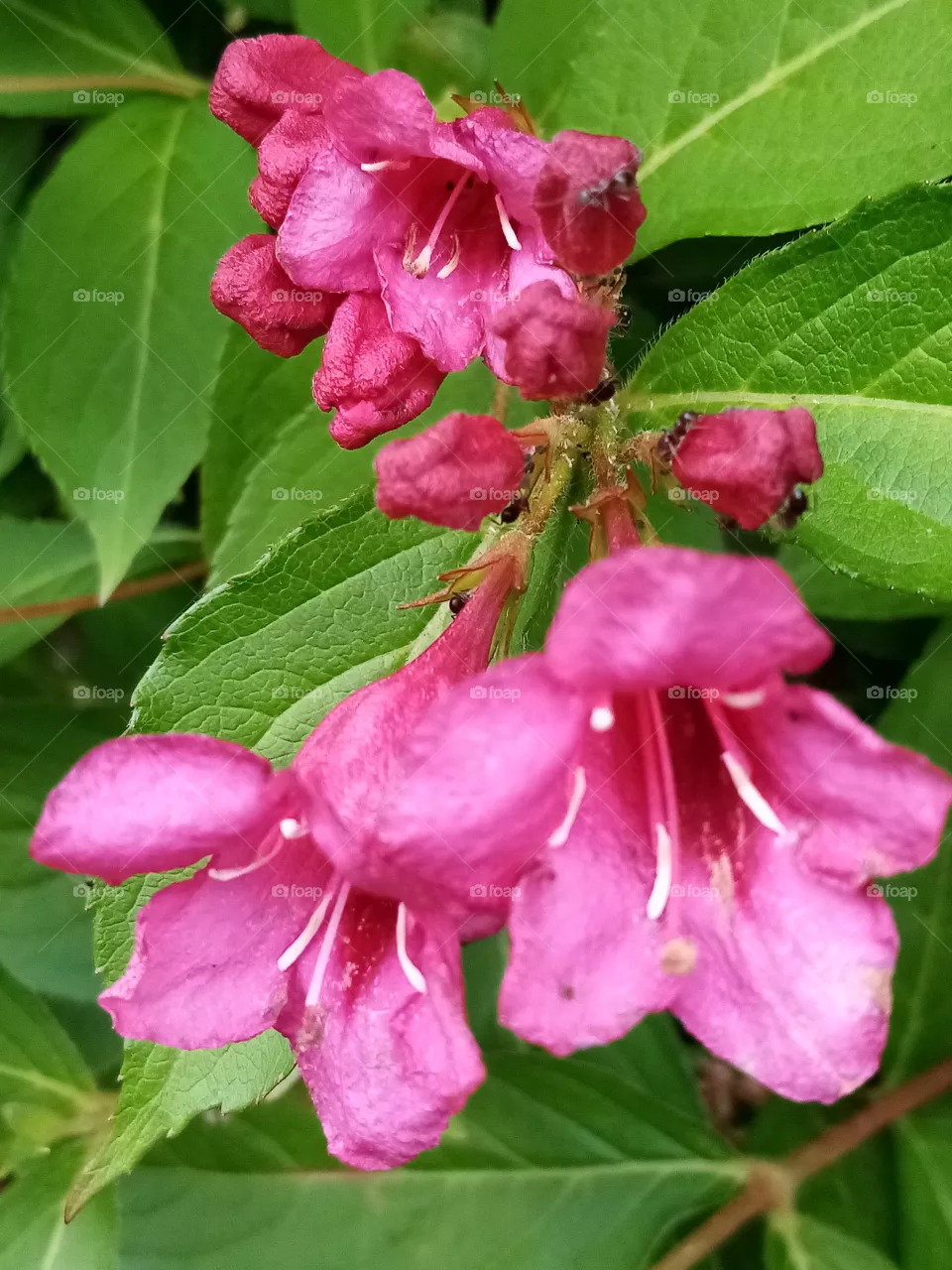 Blumen