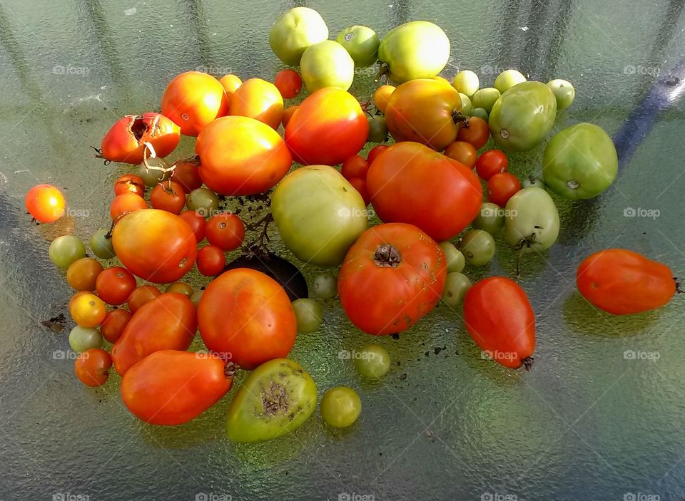 Group of Homegrown Tomatos