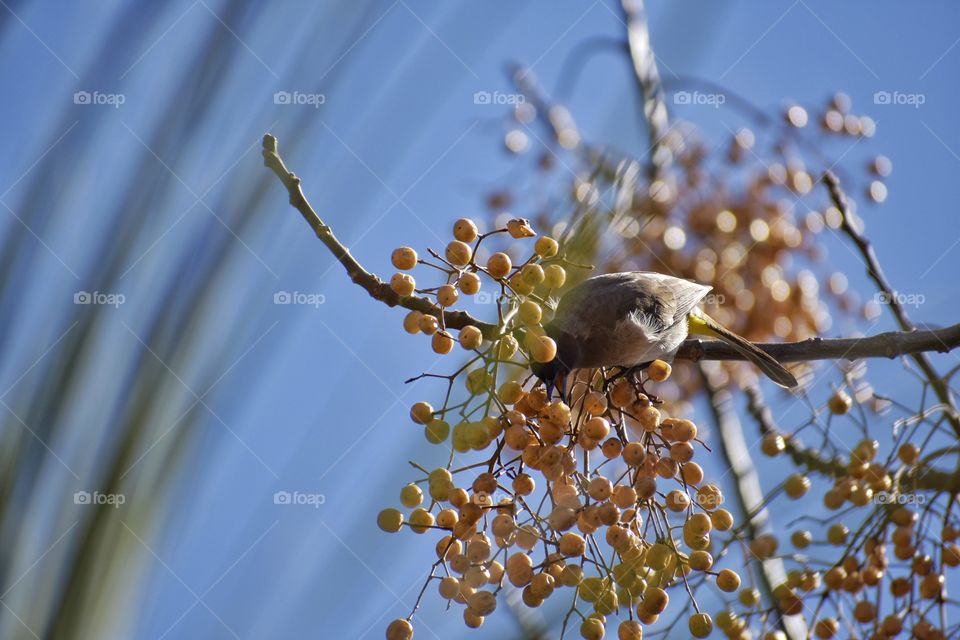 Birds in a  tree