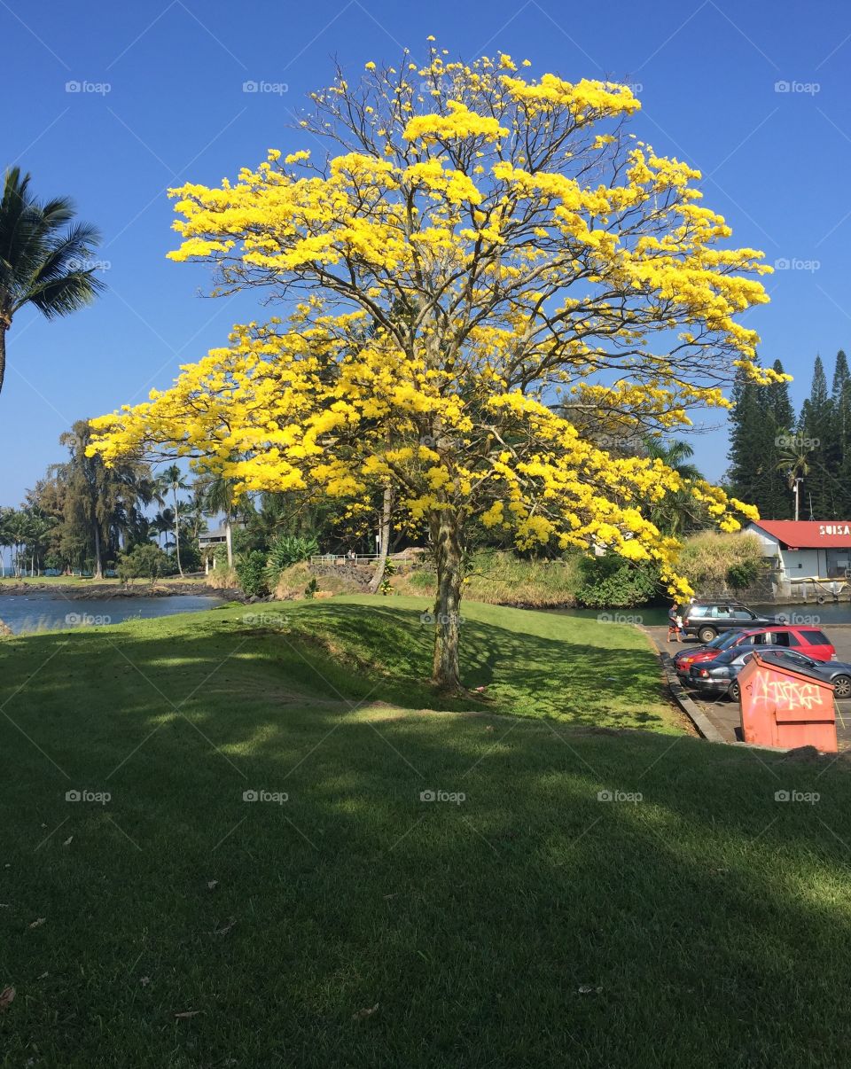 Yellow Tree at the Harbor