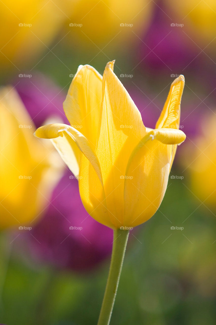 yellow nature flower close by splicanka
